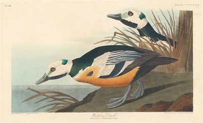 Anatra Occidentale da Robert Havell
