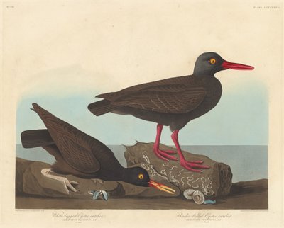 Ostricaro dalle zampe bianche e ostricaro dal becco sottile, 1838 da Robert Havell