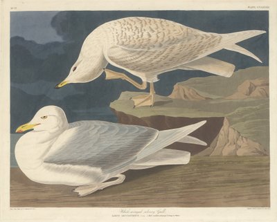 Gabbiano argentato dalle ali bianche, 1835 da Robert Havell