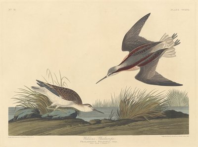 Falaropo di Wilson da Robert Havell