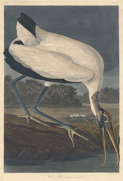 Ibis del legno, 1834 da Robert Havell