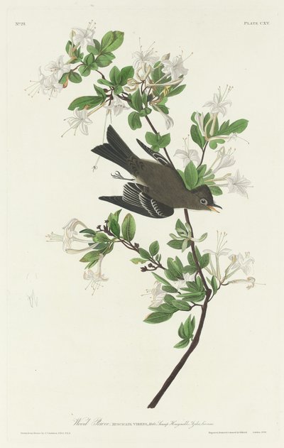 Pewee del legno da Robert Havell