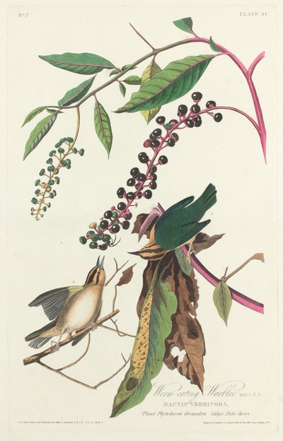 Parula mangiatrice di vermi da Robert Havell