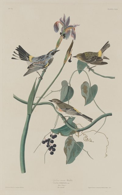 Parula dalla corona gialla da Robert Havell