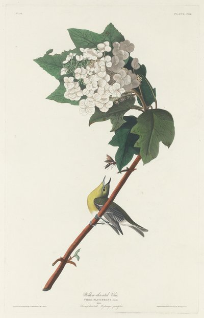 Vireo dalla gola gialla, 1831 da Robert Havell