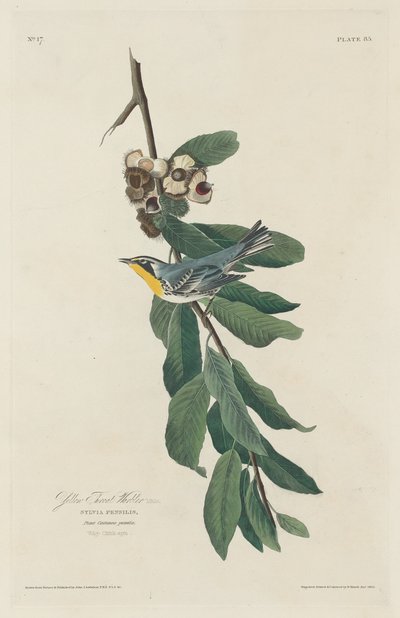Parula dalla gola gialla da Robert Havell