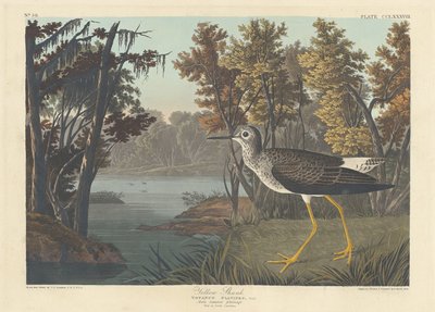 Gambecchio giallo, 1836 da Robert Havell