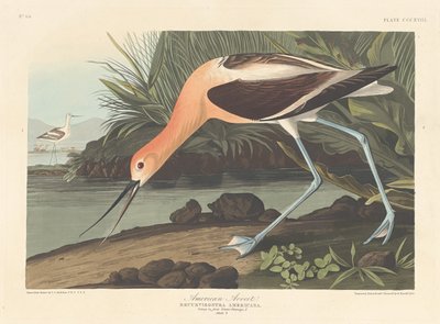 Avocetta Americana da Robert Havell after John James Audubon