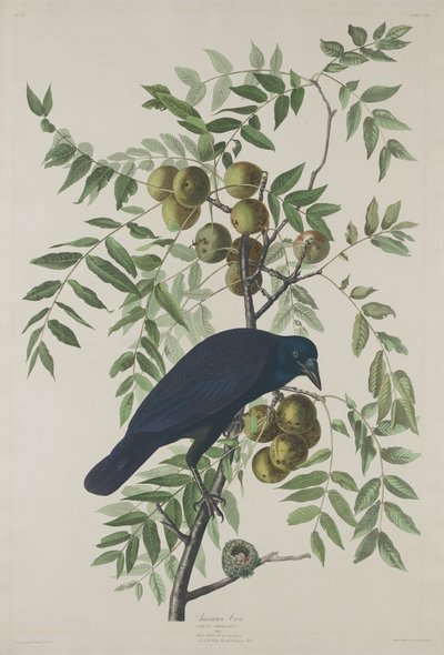 Corvo americano da Robert Havell after John James Audubon