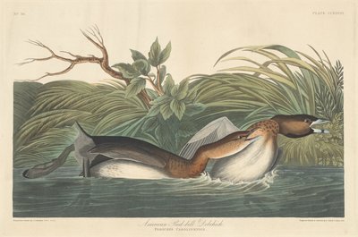 Svasso Americano da Robert Havell after John James Audubon
