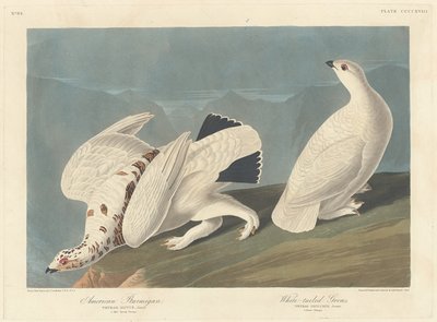 Pernice bianca americana e gallo cedrone dalla coda bianca da Robert Havell after John James Audubon