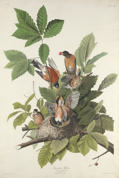 Pettirosso americano da Robert Havell after John James Audubon