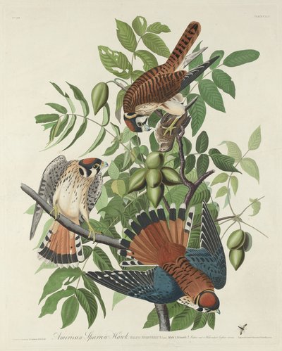 Sparviero Americano da Robert Havell after John James Audubon