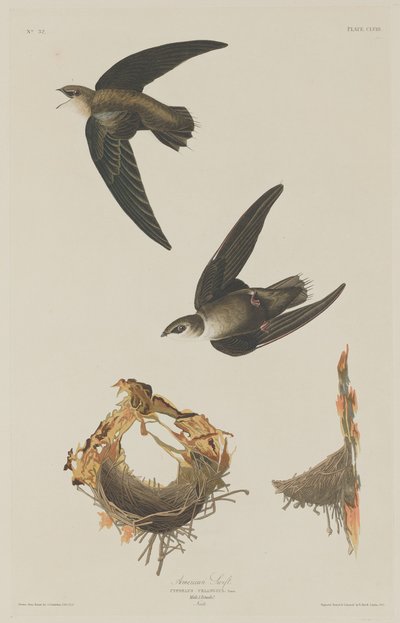 Rondone americano da Robert Havell after John James Audubon