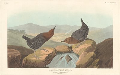 Merlo acquaiolo americano da Robert Havell after John James Audubon