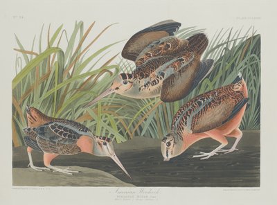 Beccaccia americana da Robert Havell after John James Audubon