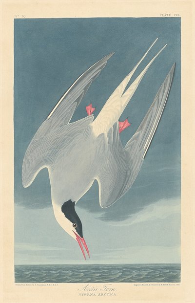 Sterna artica da Robert Havell after John James Audubon