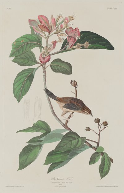 Fringuello di Bachman da Robert Havell after John James Audubon