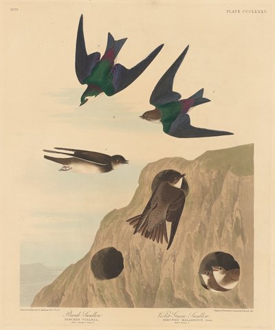 Rondine di banca e rondine verde-violetto da Robert Havell after John James Audubon