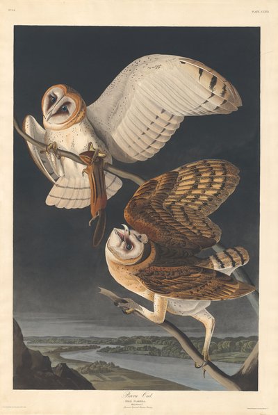 Barbagianni da Robert Havell after John James Audubon