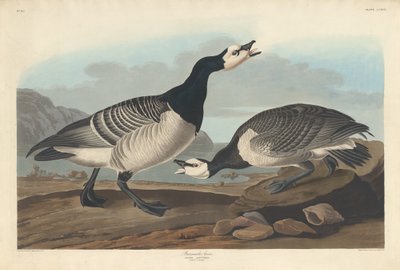 Oca bernacla da Robert Havell after John James Audubon