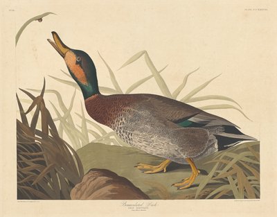 Anatra maculata da Robert Havell after John James Audubon
