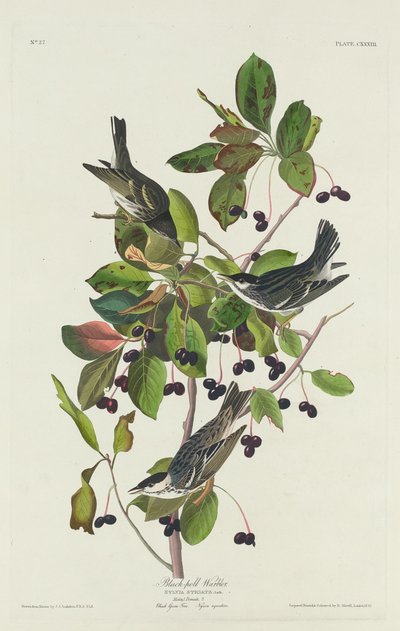 Parula di Black-Pool da Robert Havell after John James Audubon