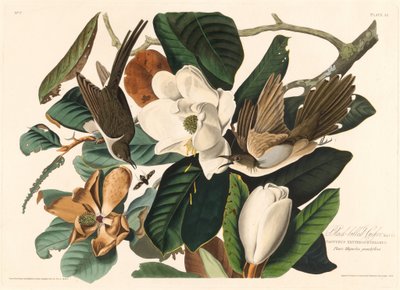 Cuculo dal becco nero da Robert Havell after John James Audubon