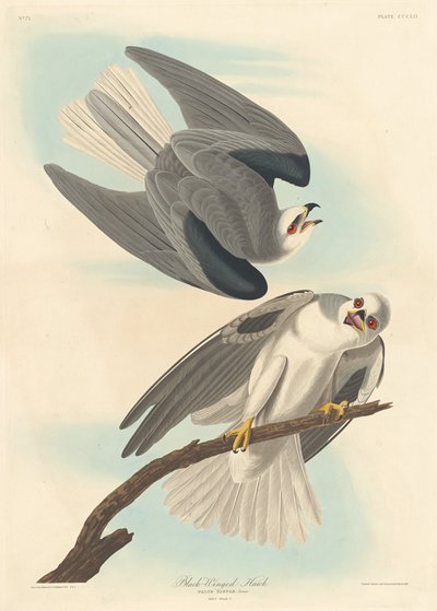 Falco dalle ali nere da Robert Havell after John James Audubon