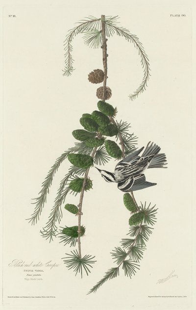Rampicante Bianco e Nero da Robert Havell after John James Audubon