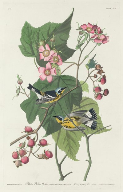 Parula Nera e Gialla da Robert Havell after John James Audubon
