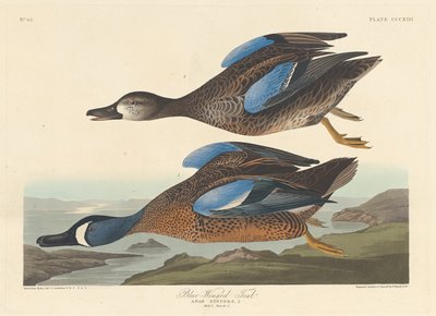 Alzavola dalle ali blu da Robert Havell after John James Audubon