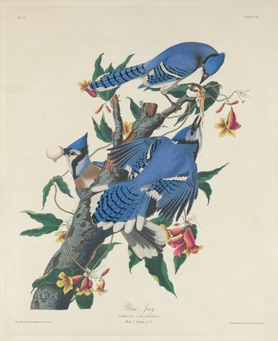 Ghiandaia azzurra da Robert Havell after John James Audubon
