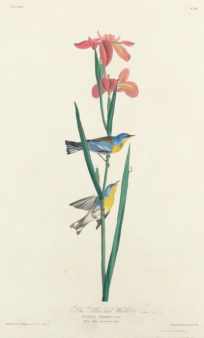 Parula dal dorso blu e giallo da Robert Havell after John James Audubon