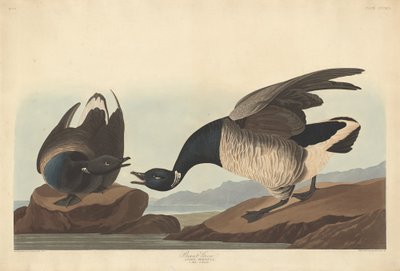 Oca Brant da Robert Havell after John James Audubon
