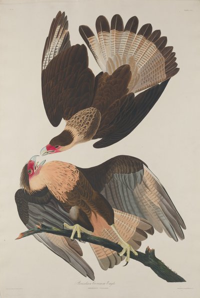 Aquila Caracara Brasiliana da Robert Havell after John James Audubon