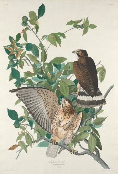 Falco dalle ali larghe da Robert Havell after John James Audubon