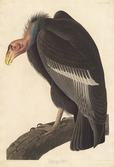 Avvoltoio californiano da Robert Havell after John James Audubon