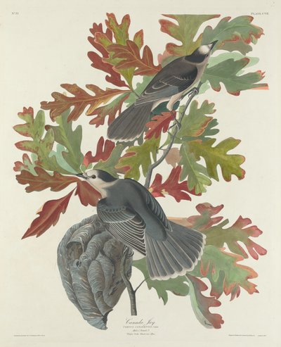 Ghiandaia canadese da Robert Havell after John James Audubon