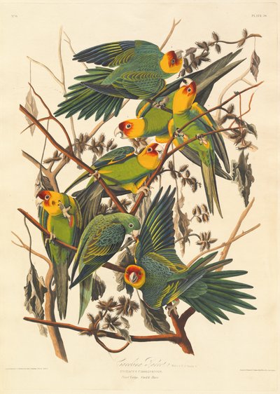 Pappagallo della Carolina da Robert Havell after John James Audubon