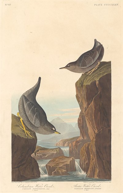 Merlo acquaiolo colombiano e merlo acquaiolo artico da Robert Havell after John James Audubon