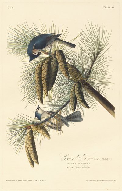 Cincia dal ciuffo da Robert Havell after John James Audubon