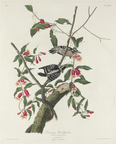 Picchio villoso da Robert Havell after John James Audubon
