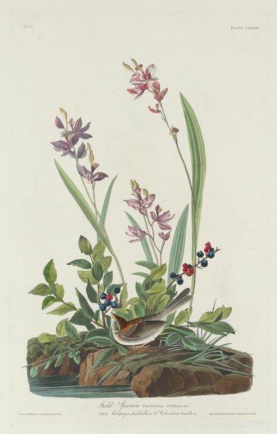 Passero di Campo da Robert Havell after John James Audubon
