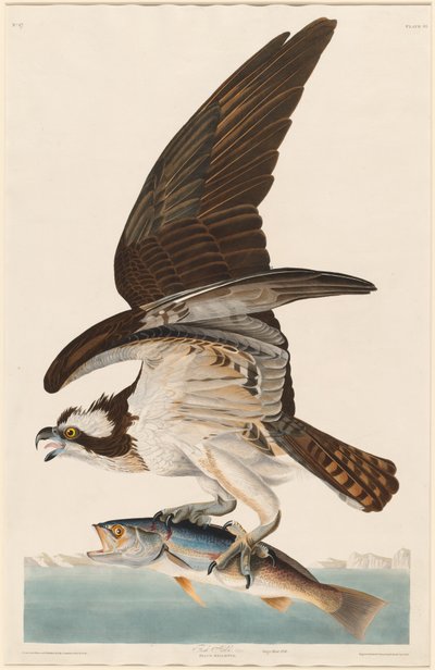 Falco Pescatore da Robert Havell after John James Audubon