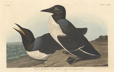 Guillemot sciocco da Robert Havell after John James Audubon