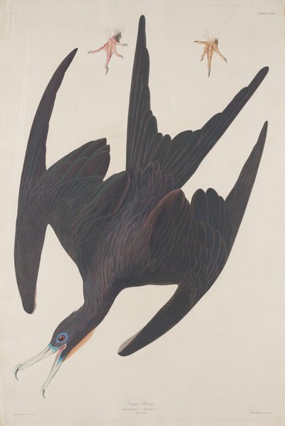 Fregata Pelican da Robert Havell after John James Audubon