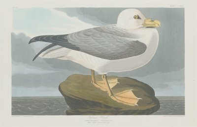 Fulmaro da Robert Havell after John James Audubon
