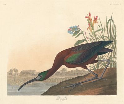 Ibis lucido da Robert Havell after John James Audubon