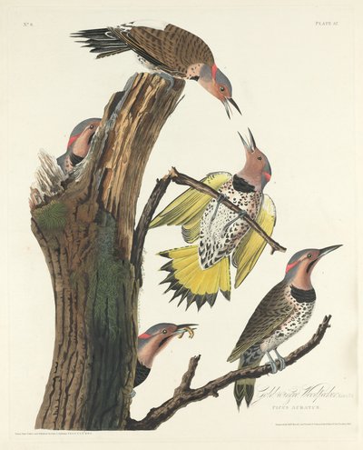 Picchio dorato da Robert Havell after John James Audubon